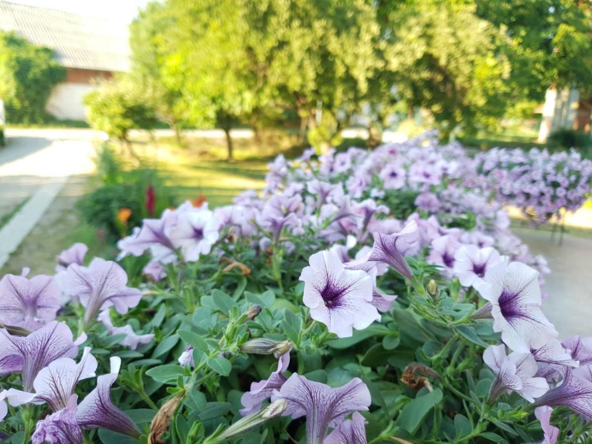 Guest House Dimitrije Нішка-Баня Екстер'єр фото